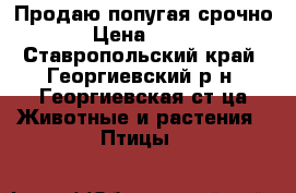 Продаю попугая срочно › Цена ­ 300 - Ставропольский край, Георгиевский р-н, Георгиевская ст-ца Животные и растения » Птицы   